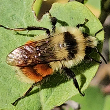 Bumble Bees of Lethbridge — Oldman Watershed Council